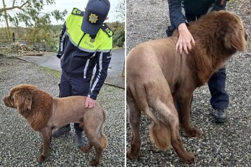 سگی که تبدیل به شیر شد؛ روایت یک ویدئوی وایرال/ عکس