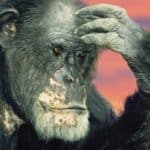 شامپانزه‌ها دروغ را تشخیص می‌دهند و عقیده‌شان را عوض می‌کنند!