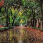 شهرداری اصفهان فکری به حال حفاظت از محور تاریخی «چهارباغ» کند