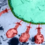 شیوع ویروس جدید در قم!/ واکنش رئیس دانشگاه علوم پزشکی