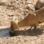 ضدعفونی آبشخورهای حیات وحش شهرستان رودان