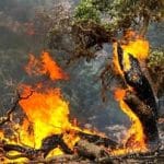 عملیات گسترده اطفای حریق در الیت چالوس با ۷ بالگرد و هواپیمای ایلوشین