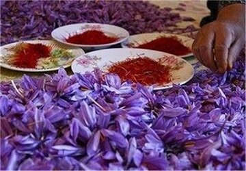 فروش روزانه ۱.۵ تُن گل زعفران در بازار تربت حیدریه