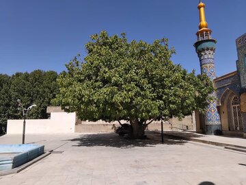 قطع بخشی از تنه درخت ۵۰۰ ساله اقلید