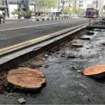 قطع درخت در منطقه ۱۴ تهران