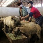 قیمت جدید دام‌زنده ۲۴ آبان‌ماه ۱۴۰۴ اعلام شد/ گوسفند و گوساله ارزان شد + جدول