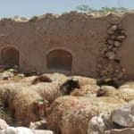 قیمت جدید دام‌زنده ۲۶ آبان‌ماه ۱۴۰۴ اعلام شد/ گوسفند و گوساله باز هم ارزان شد + جدول