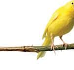 قیمت قناری بسته به رنگ و هیکل و صدای خوش تا یک‌میلیاردتومان هم می رسد/ در ایران چندقناری میلیاردی داریم؟