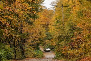 ورود گردشگران به جنگلهای سوادکوه ممنوع شد
