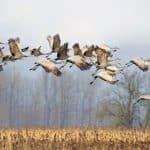 پرندگان مهاجر بدون «GPS» چطور راه خود را پیدا میکنند؟