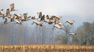 پرندگان مهاجر بدون «GPS» چطور راه خود را پیدا میکنند؟