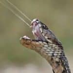 چرا نیش مار کشنده است؟ / ۹۰ میلیثانیه مرگبار