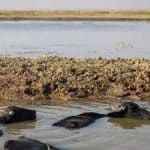 چه کسانی باران را در ایران به قتل رساندند؟