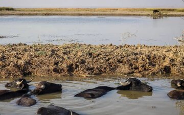 چه کسانی باران را در ایران به قتل رساندند؟