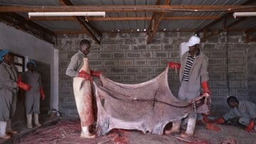 چینی‌ها پوست خر کن شدند!/ جزئیات یک تجارت وحشتناک اما پرسود