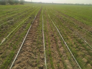 کشت گندم در زمین‌های کشاورزی هرمزگان