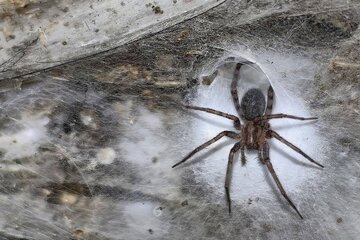 کشف بزرگترین تار عنکبوت دنیا با اندازه نصف زمین تنیس در اعماق زمین