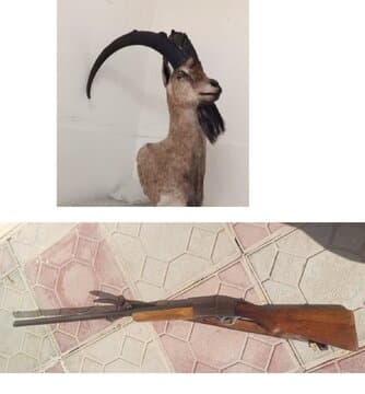 کشف تاکسیدرمی بزکوهی و اسلحه شکاری از متخلف زیست محیطی در خرمآباد