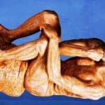 گاوهایی که گورخر شدند / یک ابتکار ژاپنی