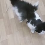 گربه بالدار در کرمان خبرساز شد /  اداره کل محیط زیست استان کرمان: تایید نمی کنیم