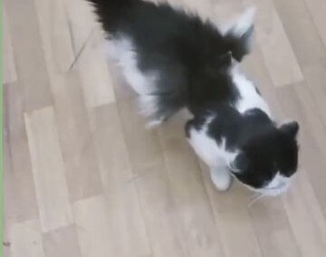 گربه بالدار در کرمان خبرساز شد / اداره کل محیط زیست استان کرمان: تایید نمی کنیم