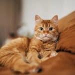 گربههای ملوس خانگی، چه زمان اهلی شدند؟