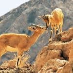 آغاز سرشماری زمستانه پستانداران در زیستگاههای کردستان/ بهره گیری از پهباد و تجهیزات نوین