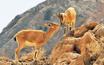 آغاز سرشماری زمستانه پستانداران در زیستگاههای کردستان/ بهره گیری از پهباد و تجهیزات نوین