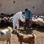 آغاز عملیات واکسیناسیون رایگان یک میلیون رأس دام عشایر لرستان