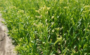 آغاز کشت گسترده کاملینا در کوهدشت / گامی مؤثر برای آینده کشاورزی لرستان