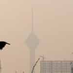 آلودگی هوای تهران؛ بحران مشترکِ شهر و طبیعت/ پرندگان مهاجر تهران را دور میزنند/ گنجشکها کجا رفتند؟/ جمعیت کدام پرنده در تهران بیشتر شده؟