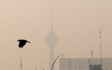 آلودگی هوای تهران؛ بحران مشترکِ شهر و طبیعت/ پرندگان مهاجر تهران را دور میزنند/ گنجشکها کجا رفتند؟/ جمعیت کدام پرنده در تهران بیشتر شده؟