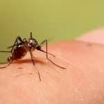 آمار جدید ابتلا به تب دنگی در کشور/ پشه آئدس در کدام استانها دیده شده است؟