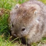 استفاده از مدفوع برای دوستیابی / آشنایی با یکی از عجیبترین موجودات جهان