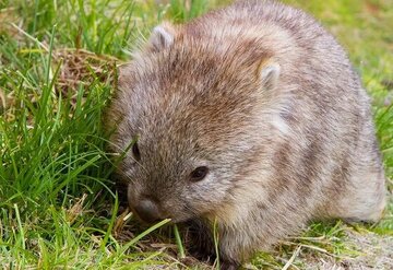 استفاده از مدفوع برای دوستیابی / آشنایی با یکی از عجیبترین موجودات جهان