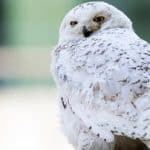 انقراض جغد برفی / خبر دردناکی که دیر اعلام شد