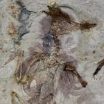 این پرنده با بیش از ۸۰۰ سنگ در گلویش خفه شده / عکس