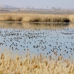 بارشها، تالاب کانی برازان را دوباره زنده کرد