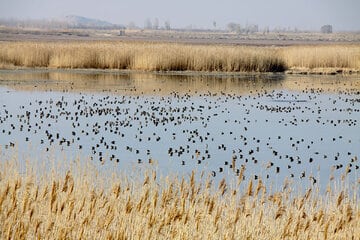 بارشها، تالاب کانی برازان را دوباره زنده کرد
