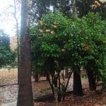 ببینید|شیراز بارانی؛ رودخانۀ خشک پُرآب شد