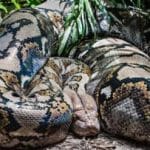 بزرگترین ماری که زمین به خود دیده است / استخوانهایی که ابعاد یک هیولا را فاش کرد / عکس