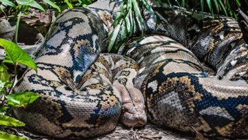 بزرگترین ماری که زمین به خود دیده است / استخوانهایی که ابعاد یک هیولا را فاش کرد / عکس