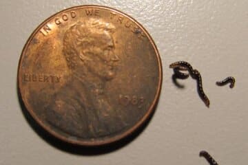 تنها حشره قطب جنوب پلاستیک میخورد / کشف تکاندهنده زنگخطر را به صدا درآورد