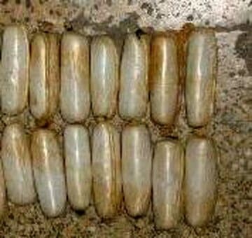 جاساز عجیب ۱۴ بسته هروئین در بدن مسافر