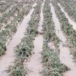 خسارت بارندگی به بخش کشاورزی هرمزگان