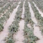 خسارت بارندگی و تگرگ به کشاورزان هرمزگان