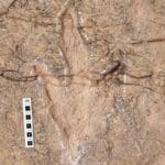 دانشمندان ۱۶ هزار ردپای دایناسور را در بولیوی ثبت کردند