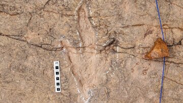 دانشمندان ۱۶ هزار ردپای دایناسور را در بولیوی ثبت کردند