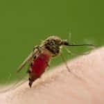 راز خوفناک پشهها فاش شد / فروپاشی یک باور قدیمی