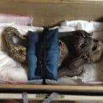 راز شگفتانگیز پری دریایی مومیایی شده در ژاپن!